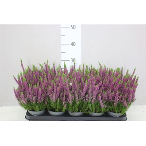 Calluna Beauty Lady Lila