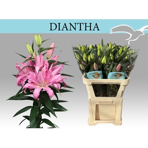 LI OR DU DIANTHA