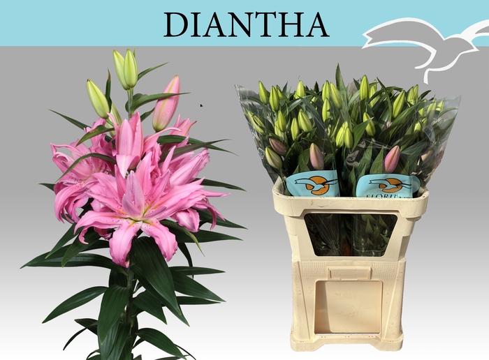 <h4>LI OR DU DIANTHA</h4>