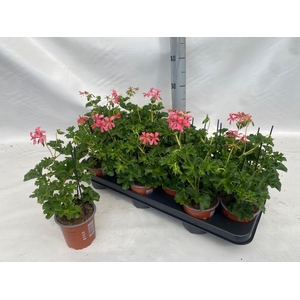 PEL PELT DECORA ROSE