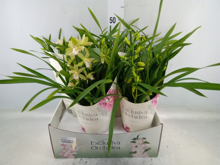 <h4>Cymbidium   ...</h4>