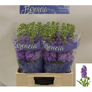 Matth Figaro Lavendel