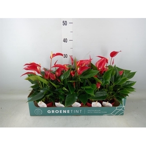 Anthurium  'Banderola Roja'