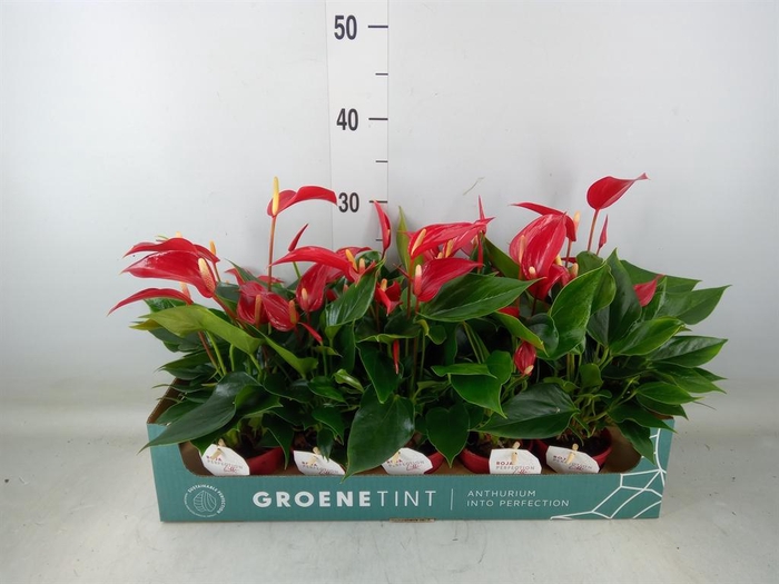 <h4>Anthurium  'Banderola Roja'</h4>
