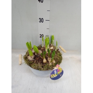 Arr.   Bol/Knolgewas L%