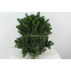 ABIES NORDMAN PER STEM