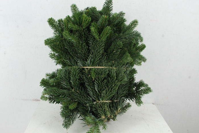 <h4>ABIES NORDMAN PER STEM</h4>