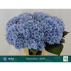 Hydrangea 'Verena Blue' 21cm