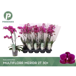 PHAL MF PURPLE MERIDA 2 TAK