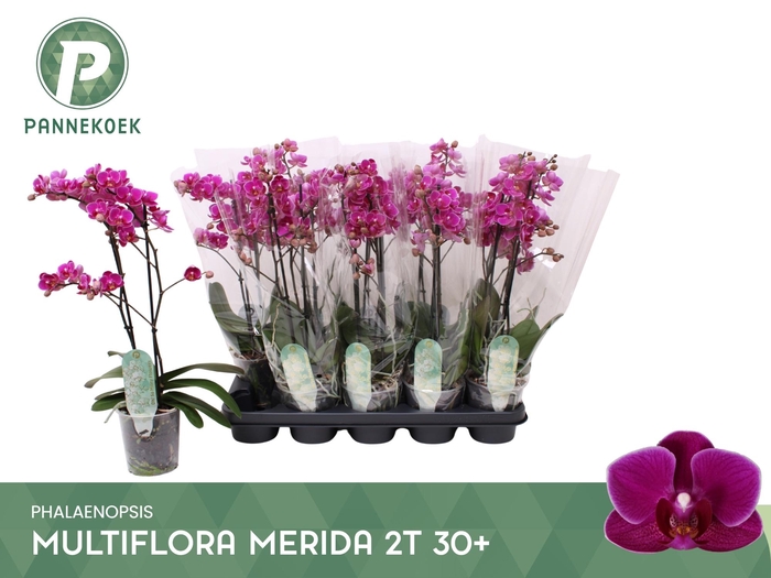 <h4>PHAL MF PURPLE MERIDA 2 TAK</h4>