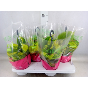 Philodendron scand. 'Brasil'