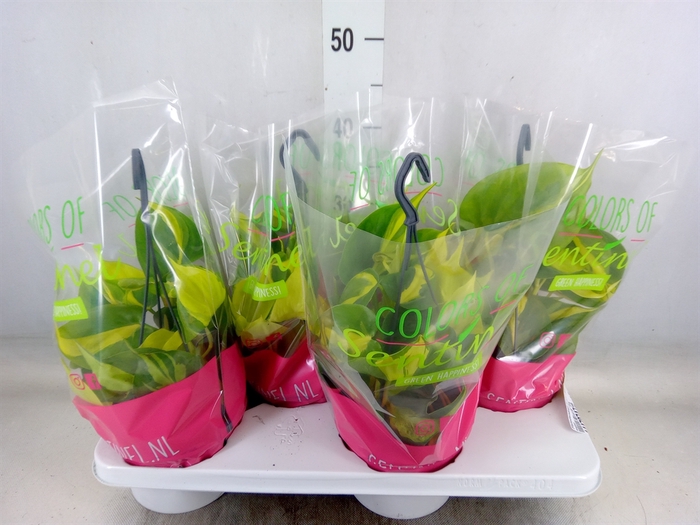 <h4>Philodendron scand. 'Brasil'</h4>
