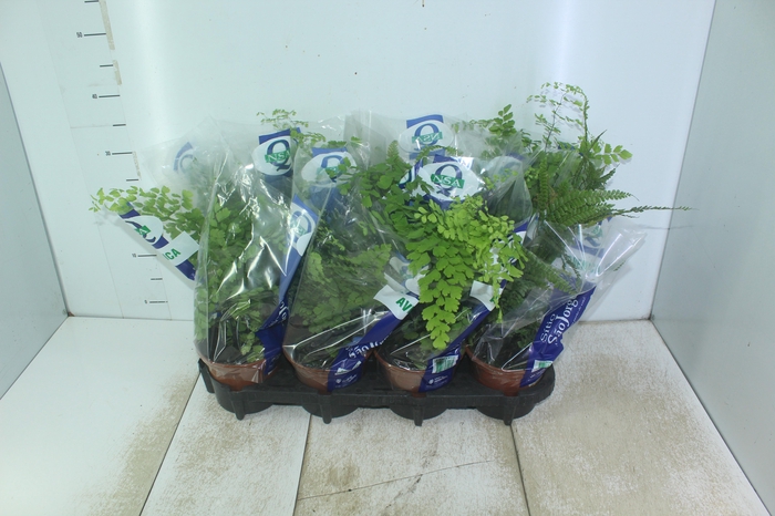 <h4>AVENCA VARIADA P15</h4>