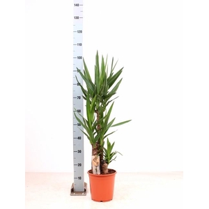 YUCCA