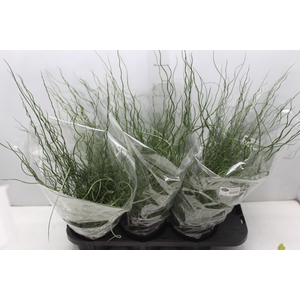 JUNCUS SPIRALIS P15