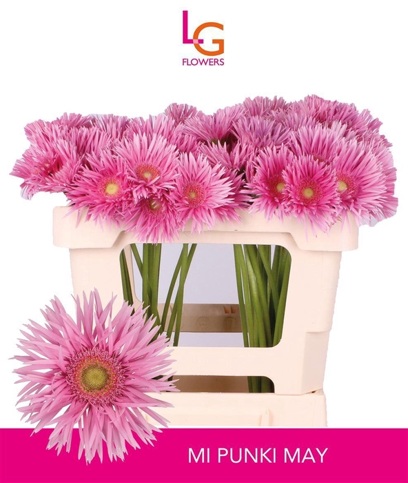 <h4>Germini Spider Punki May Water</h4>