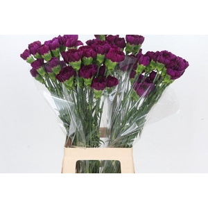 Dianthus St Yukari Violet