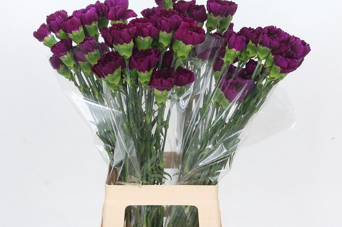 <h4>Dianthus St Yukari Violet</h4>