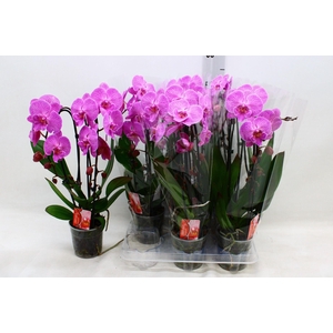 PHAL CASCADE PINK BIG LIP 2 TAK