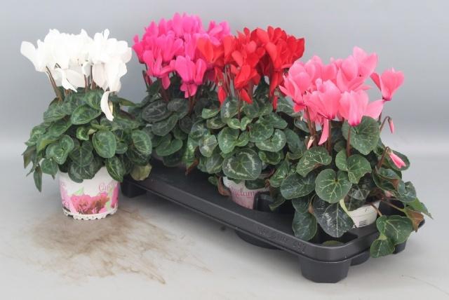 <h4>CYCL GR SUP XL</h4>