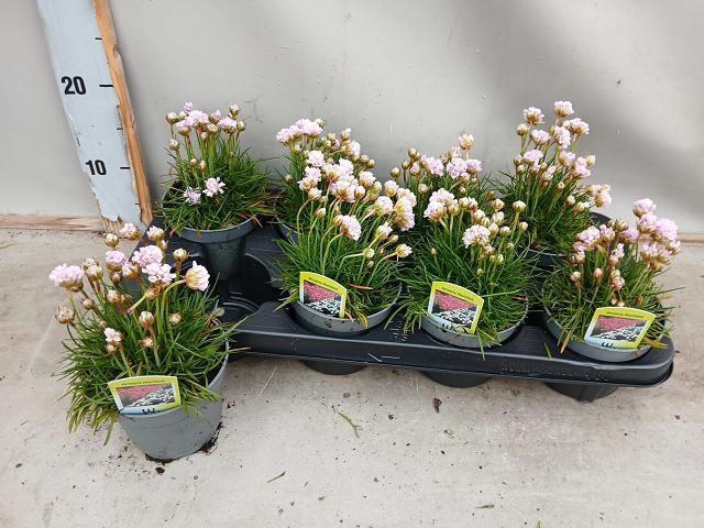 <h4>ARME MAR LAUCHEANA</h4>