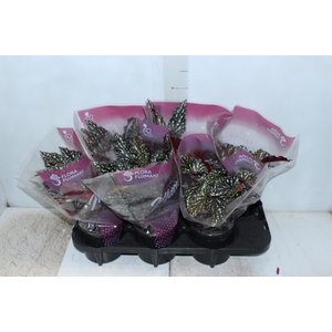 BEGONIA MACULATA SPOTLIGHT DARK P13