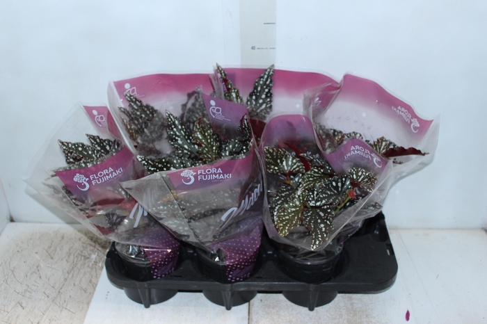<h4>BEGONIA MACULATA SPOTLIGHT DARK P13</h4>