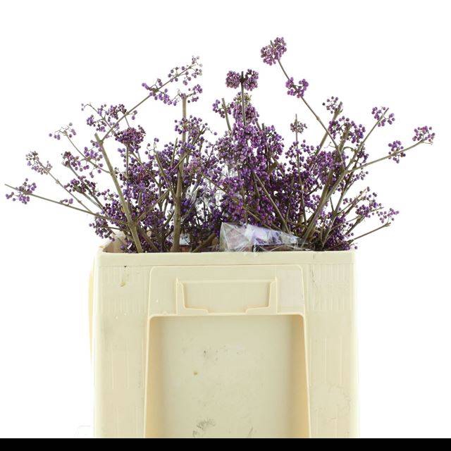 <h4>CALLICARPA BOD PROFU</h4>