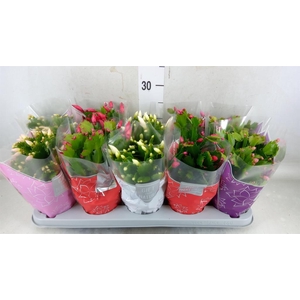 Schlumbergera  'Flame'   ...mix