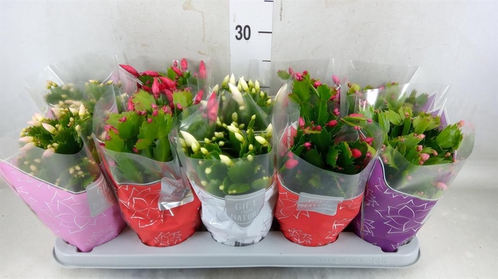 <h4>Schlumbergera 'Flame' ...mix</h4>