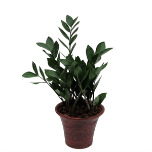 Zamioculcas in hosta small bruin