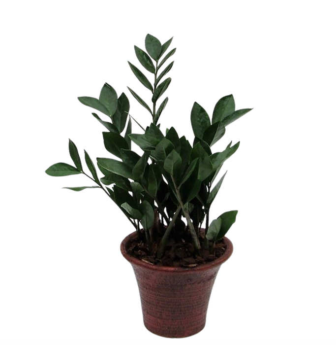 <h4>Zamioculcas in hosta small bruin met schors</h4>