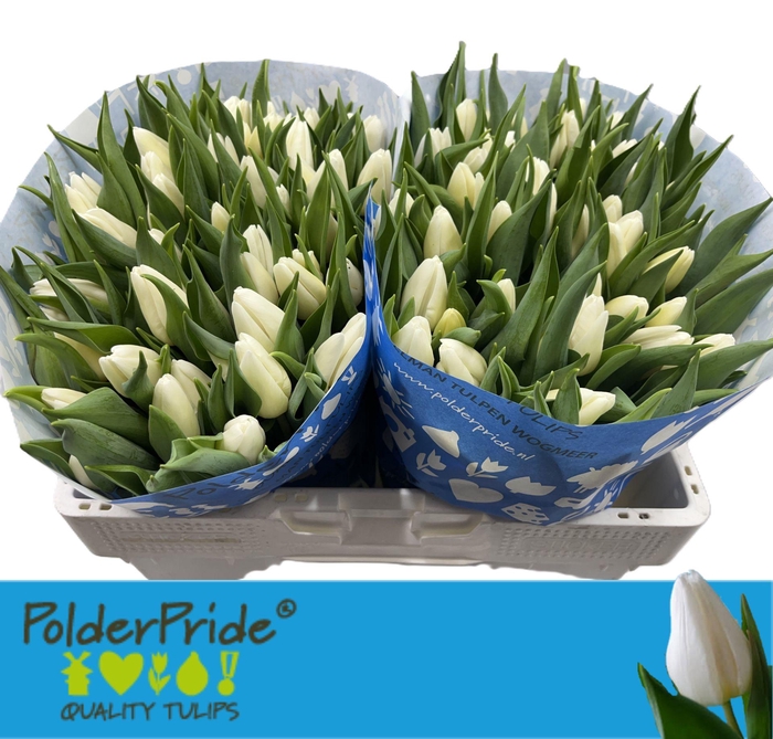 <h4>TU EN WHITE PRINCE</h4>