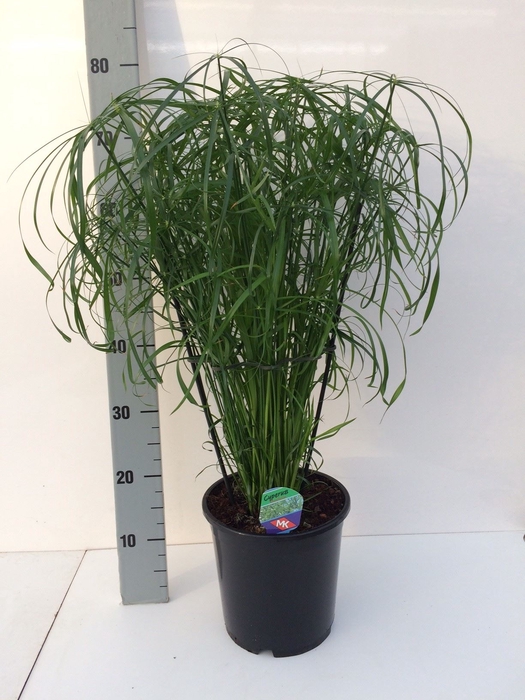 <h4>Cyperus alternifolius</h4>