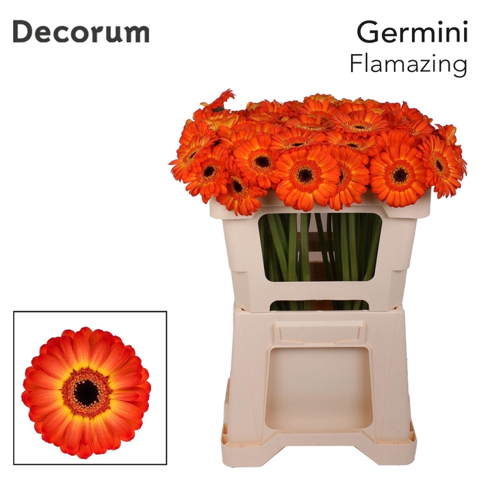 <h4>GE MI FLAMAZING Emmer X80</h4>