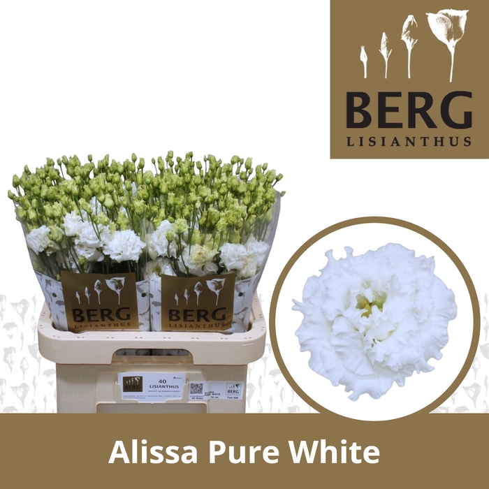 <h4>Lisianthus Alissa Pure White</h4>