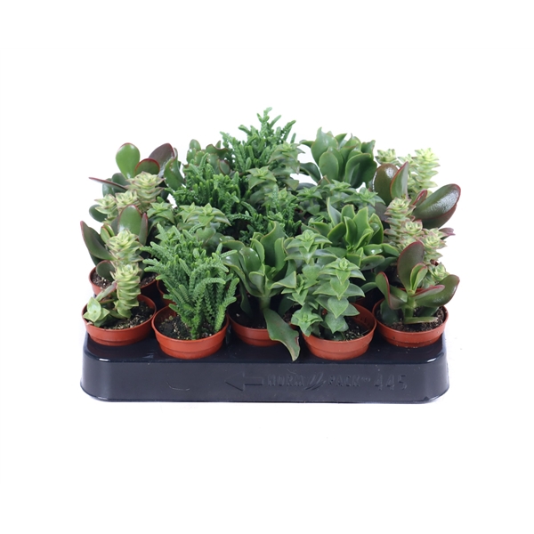 <h4>Crassula mix 5,5 cm</h4>