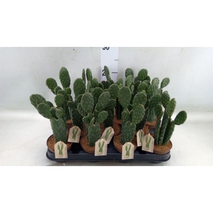 Opuntia