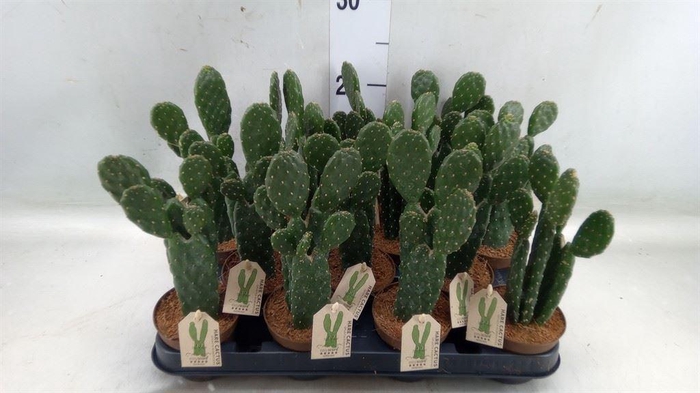 <h4>Opuntia</h4>