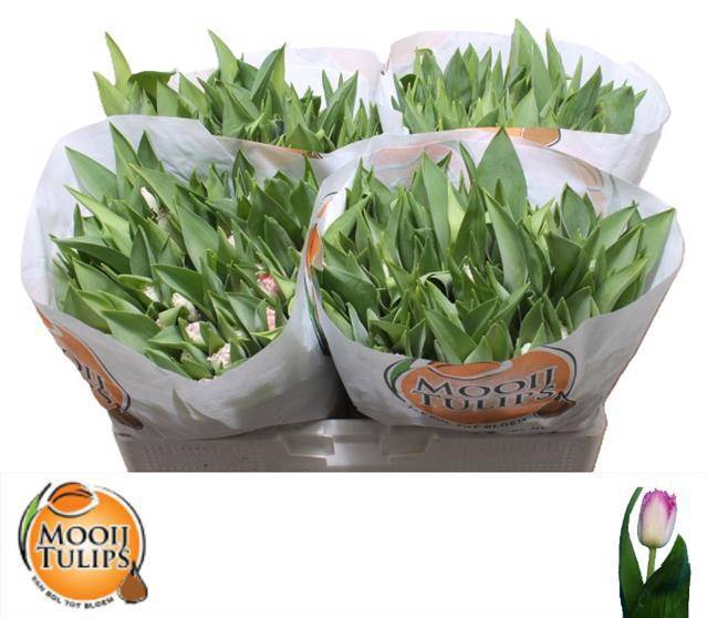 <h4>TU FR NEGLIGE</h4>