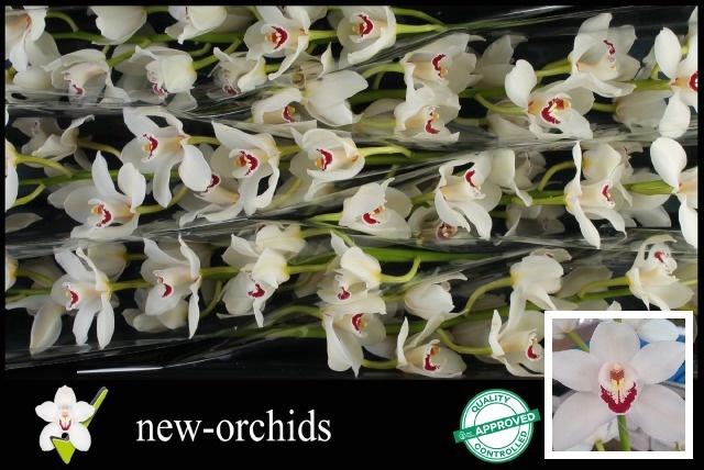 <h4>CYMB T DANNY GREEN</h4>