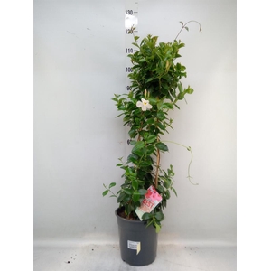 Mandevilla am. 'Sundav White'