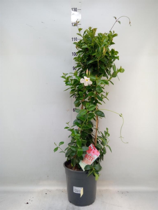 <h4>Mandevilla am. 'Sundav White'</h4>