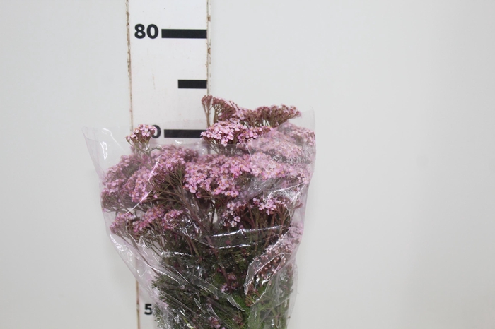 <h4>ACHILLEA MILLEFOLIUM ROSA TINTURADA 070 CM</h4>