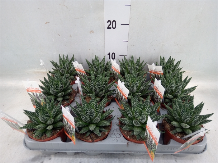 <h4>Haworthia   ...</h4>