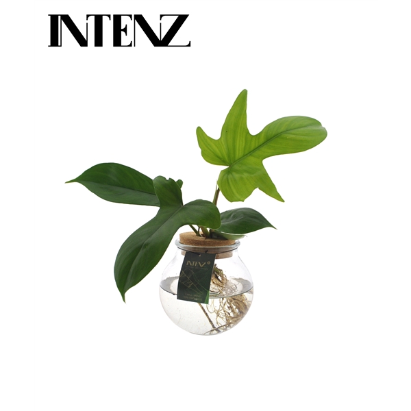 <h4>Philo. Florida Green in Bolglas + klikkurk - levertijd: 24 uur</h4>