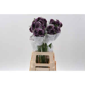 Scab Focal Purple Lace 70cm ECU