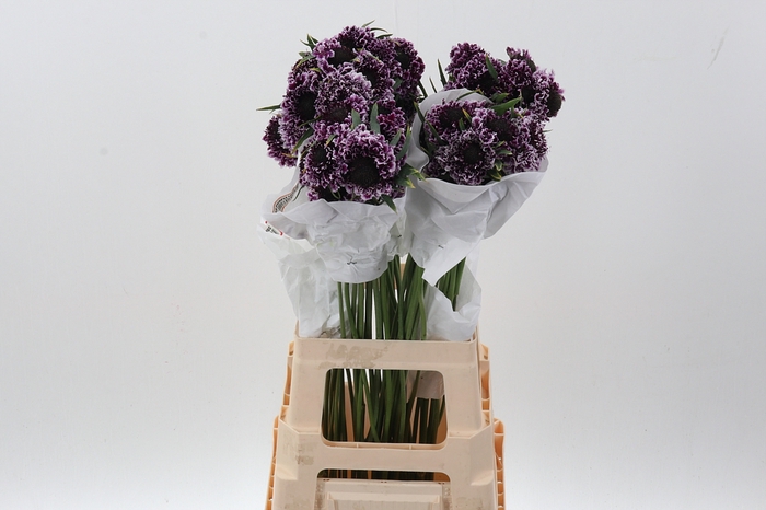 <h4>Scab Focal Purple Lace 70cm ECU</h4>