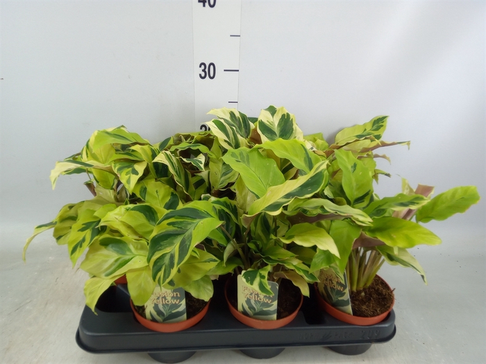 <h4>Calathea  'Fusion Yellow'</h4>