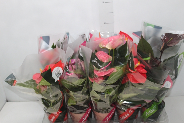 <h4>ANTHURIUM VARIADO P12</h4>